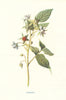 Raspberry. Wild Flowers by Frederick Edward Hulme c1895 old antique print