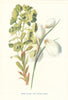 Wood Spurge & Common Cotton-Grass. Wild Flowers by Frederick Edward Hulme c1895