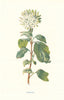 Dogwood. Wild Flowers by Frederick Edward Hulme c1895 old antique print