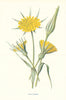 Goat's Beard. Wild Flowers by Frederick Edward Hulme c1895 old antique print