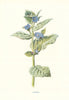 Alkanet. Wild Flowers by Frederick Edward Hulme c1895 old antique print
