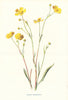 Lesser Spearwort. Wild Flowers by Frederick Edward Hulme c1895 old print