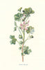Dwarf Mallow. Wild Flowers by Frederick Edward Hulme c1895 old antique print