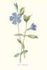 Lesser Periwinkle. Wild Flowers by Frederick Edward Hulme c1895 old print