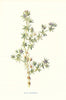 Sherardia. Wild Flowers by Frederick Edward Hulme c1895 old antique print