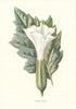 Thorn Apple. Wild Flowers by Frederick Edward Hulme c1895 old antique print