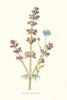 Clary & Sheep's-Bit. Wild Flowers by Frederick Edward Hulme c1895 old print