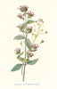 Marjoram & Shepherd's-Purse. Wild Flowers by Frederick Edward Hulme c1895