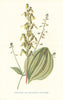 Twayblade & Enchanter's Nightshade. Wild Flowers by Frederick Edward Hulme c1895