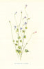 Ivy-Leaved Bellflower. Wild Flowers by Frederick Edward Hulme c1895 old print