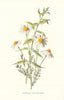Chamomile & Gypsywort. Wild Flowers by Frederick Edward Hulme c1895 old print