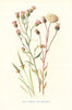 Blue Fleabane & Mousetail. Wild Flowers by Frederick Edward Hulme c1895 print