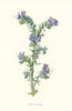 Viper's Bugloss. Wild Flowers by Frederick Edward Hulme c1895 old print