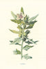 Henbane. Wild Flowers by Frederick Edward Hulme c1895 old antique print