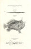 Fish found in Atlantic Sargasso Weed — Pipe & Toad Fish — Sounding Machine 1832