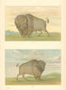 Buffalo bull—buffalo cow—Upper Missouri—Northern Plains—Catlin 1841 (1892)