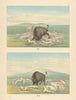 White wolves attacking buffalo—two scenes—Great Plains—Catlin 1841 (1892)