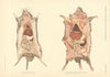 Bubonic Plague—Healthy rat contrasted with a plague-infected rat 1911 print