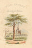Giraffe vignette title—Wild Sports of Southern Africa—lithograph—WC Harris 1844
