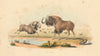 Black wildebeest (gnu)—The Gnoo—hand-coloured wildlife lithograph—WC Harris 1844