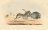 Burchell’s zebra & blue wildebeest—hand-coloured wildlife lithograph—Harris 1844
