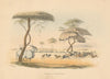 Big game hunting at Meritsane, South Africa—hand-coloured lithograph—Harris 1844