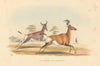 Tsessebe/Sassaby & hartebeest antelopes—hand-coloured lithograph—WC Harris 1844