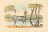 Waterbuck antelope—Aigocerus ellipsiprymnus—hand-coloured lithograph—Harris 1844