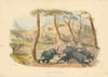 Wild buffalo—big game hunting in the Cashan mountains—lithograph—WC Harris 1844