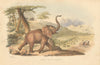 Wild elephant—big game hunting in the Cashan mountains—lithograph—WC Harris 1844