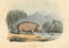 Hippopotamus—big game hunting on the Oori/Limpopo River—lithograph—Harris 1844