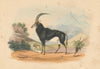 Sable antelope—Aigocerus niger—hand-coloured wildlife lithograph—WC Harris 1844