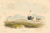 Ostrich hunting, South Africa—hunter, horse & wagons—lithograph—WC Harris 1844
