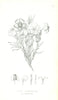 Zinnia grandiflora, plains zinnia—Torrey’s Emory-report botanical plate 1848