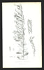 Fouquiera spinosa, ocotillo (Fouquieria splendens)—Torrey/Emory botanical 1848