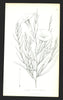 Ipomoea leptophylla, bush morning glory—Torrey’s Emory-report botanical 1848