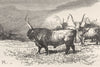 OXEN. Oxen of the Roman Campagna 1872 old antique vintage print picture