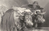 SWITZERLAND. Oxen, tank. Genève-Landseer c1880 old antique print picture