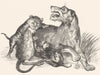 LIONS. Lioness and Cubs-Landseer c1880 old antique vintage print picture