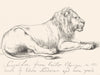 LIONS. Senegal Lion-Landseer c1880 old antique vintage print picture