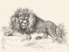 LIONS. In the Jungle(Lion)-Landseer c1880 old antique vintage print picture