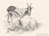 GOATS. Study of goats-Landseer c1880 old antique vintage print picture