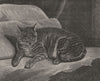 FAMILIES. Quite at home(Cat)-Landseer c1880 old antique vintage print picture
