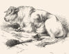 COWS. A Shorthorn Bull-Landseer c1880 old antique vintage print picture