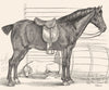 HORSES. Waiting to start(Pony)-Landseer c1880 old antique print picture