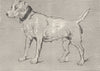 DOGS. Brutus-Landseer c1880 old antique vintage print picture