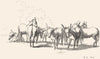 DONKEYS. Study of Donkeys-Landseer c1880 old antique vintage print picture