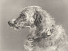 DOGS. Head of a Deerhound-Landseer c1880 old antique vintage print picture
