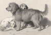 DOGS. The three dogs-Landseer c1880 old antique vintage print picture