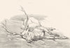 DEER. Dead Stag-Landseer c1880 old antique vintage print picture